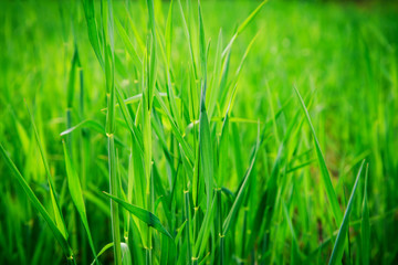 Background of green grass.