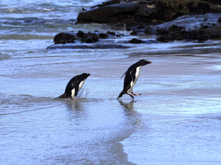 Rockhopper Penguin, Eudyptes chrysocome, island of Sounders, Falkland Islands-Malvinas