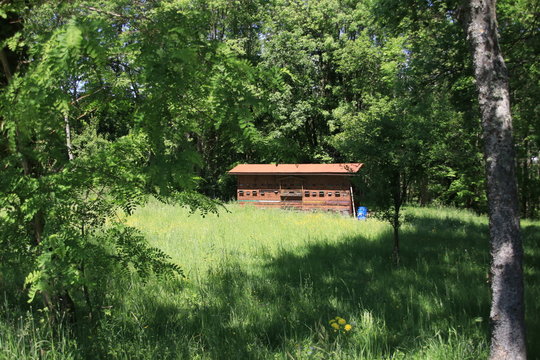 rucher dans la for&ecirc;t