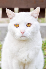 Sad white cat wih unhappy muzzle outside