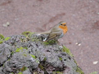 vinagreira azores bird