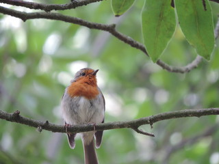 vinagreira azores bird