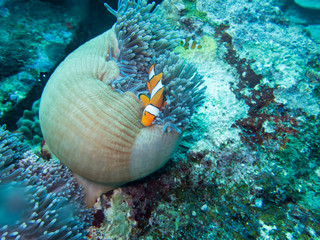 Anemonefish in anemone home