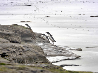 Rockhopper Penguin, Eudyptes chrysocome, island of Sounders, Falkland Islands-Malvinas