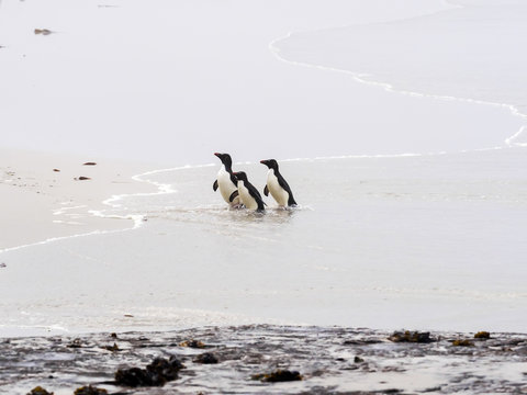Rockhopper Penguin, Eudyptes chrysocome, island of Sounders, Falkland Islands-Malvinas