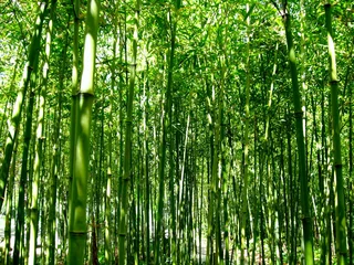 Cercles muraux Bambou Bambouseraie printanière