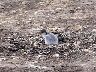 Lone young Gentoo penguin Pygoscelis papua, ouders Island, Falkland  - Malvinas