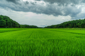 Fototapeta premium 春の佐倉市の田園風景