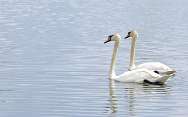 pair of swans, swimming side by side