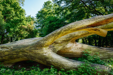 Obraz premium ユーカリの倒木