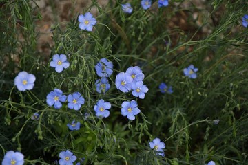 Flowers blue flax
