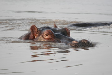 Fototapeta premium Wild Hippo in African river water hippopotamus (Hippopotamus amphibius)