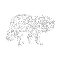Homeless dog. Line drawing.