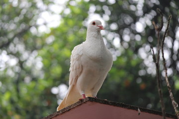 White Pigeons on the roof
