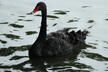 Black swan in the lake