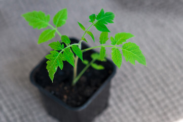 tomatoes seedlings in pots