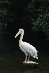 White Pelican in the lake