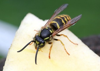 European common wasp (Vespula Vulgaris) feeding on an apple slice.