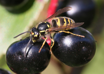 European common wasp (Vespula Vulgaris) feeding on berries.