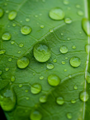 Beautiful green leaf texture with drops of water