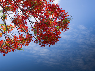 Guppy flower with sky background