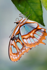 Fototapeta na wymiar Red lacewing butterfly (lat. Cethosia biblis)