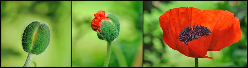 Photo sur Plexiglas Coquelicots composition éclosion d'une fleur de pavot 