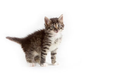 cute little grey fluffy kitten isolated on white background with space for text