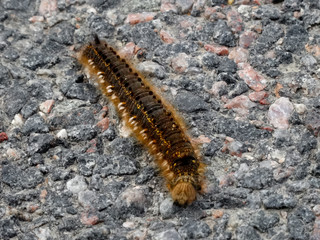 Caterpillar on the asphalt