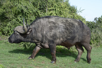 Cape Buffalo foraging, Addo Elephant National Park