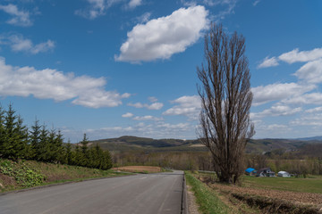 Naklejka premium Ken&Marry Tree in spring at Biei , Hokkaido