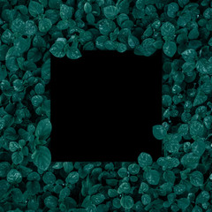 Square frame, Creative layout made of tropical flowers and leaves with paper card note. Flat lay. Blank for advertising card or invitation. Nature concept.