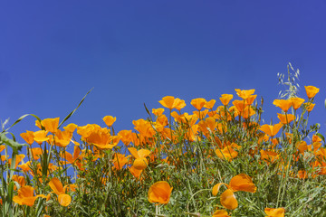 Poppy flower blossom