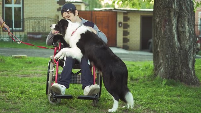 A disabled person plays with a dog, canitis therapy, disability treatment through training with a dog, Man in a wheelchair