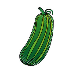cucumber fresh vegetable icon vector illustration design