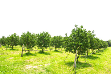 Row of orange trees planted in the garden.