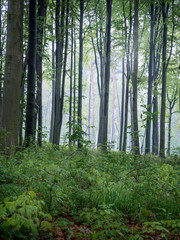 Misty morning forest
