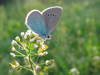 Green-underside blue butterfly (Glaucopsyche alexis) on a Shepherd's Purse flower
