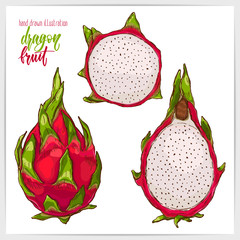 Vector illustration of dragon fruit.