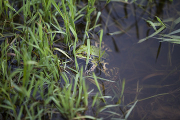 Fototapeta na wymiar green frog swimming in a paddle