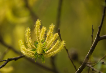 A beautiful closeup of a willow tree branches in spring