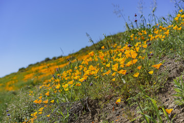 Poppy flower blossom
