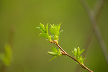 A beautiful closeup of a willow tree branches in spring