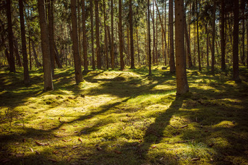 Forest area. National Park Curonian Spit. Nida. Lithuania