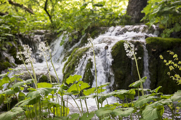 beautiful nature at  with close up on the vegetation at "Plitvice Lakes" National Park, Croatia
