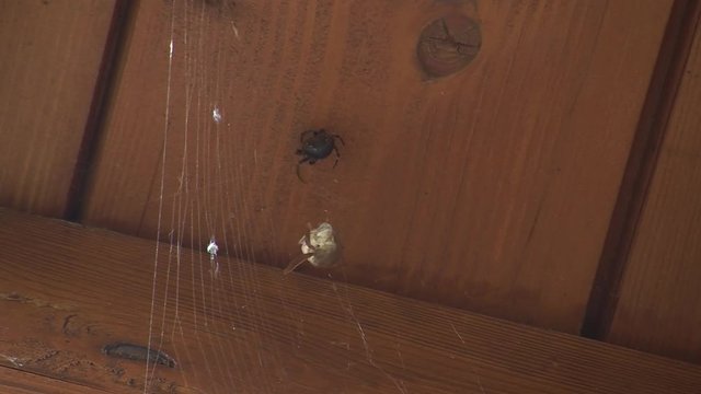 Eine schwarze Spinne mit ihrer noch lebenden Beute (ein Falter) im Spinnennetz