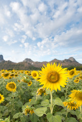 sunflowers blooming in the bright blue sky, nice landscape with sunflowers