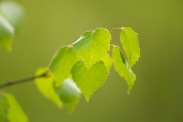 A beautiful closeup of a birch branches in spring