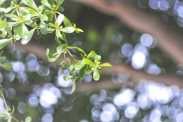 Terminalia ivorensis Chev.,Terminalia ivorensis