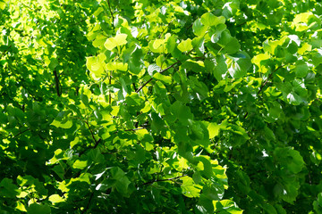 Green leaves of a tree. Green leaves texture. Natural background of green tree leaves.
